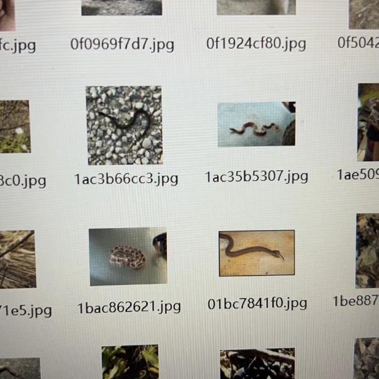 7890张蛇类图片数据集35种类型