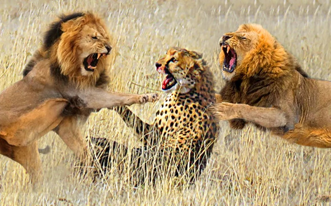 100张狮子和100张猎豹-图片数据集