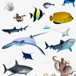 13700张海洋动物图片数据集23种类型（海龟、海豹、海牛和鲸鱼等）