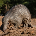 463张穿山甲图片数据集