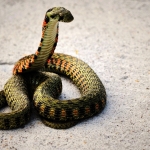 7890张蛇类图片数据集35种类型