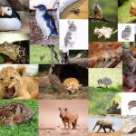 2126张艾伯塔动物数据集21种类型(鸟、灰熊、黑熊、驼鹿等)