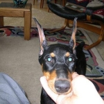 967张动物数据集共5种(猫,狗,牛,羊,马