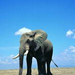 5种哺乳动物图片数据集共15000张(猫,狗,大象,马,狮子)