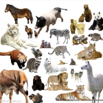 共2万8千张动物图片数据集，10个种类（狗，猫，马，蜘蛛，蝴蝶，鸡，羊，牛，松鼠，大象）