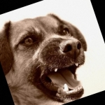 狗的图片共4000张(愤怒、快乐、放松、悲伤)各1000张图片