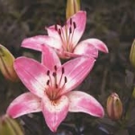 5种花（百合，荷花，向日葵，兰花和郁金香）各1000张图片