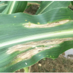 玉米RGB和高光谱相机拍摄数据集，共100多张图片，