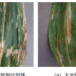 玉米果穗数据集，用于玉米果穗智能筛分