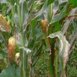 玉米病害数据集，玉米地实地拍摄，共376张图片，玉米灰斑病，玉米叶枯萎病，玉米锈叶病