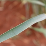 小麦穗数据集,它有236张6000px4000px图像。我们将每张图像切割为6张3000px3000px的图像,宽度为1500px,高度为1000px。