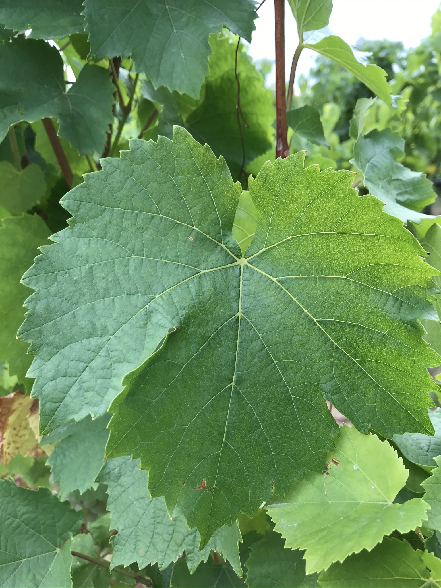 11个葡萄品种的叶片数据集，欧塞尔罗伊赤霞珠、品丽珠、赤霞珠、霞多丽、梅洛穆勒、图尔高、黑比诺、雷司令、白苏维浓、西拉、丹帕尼罗，葡萄生长环境实地拍摄，高清图片，每类大约100张叶片图片，共1009张图片