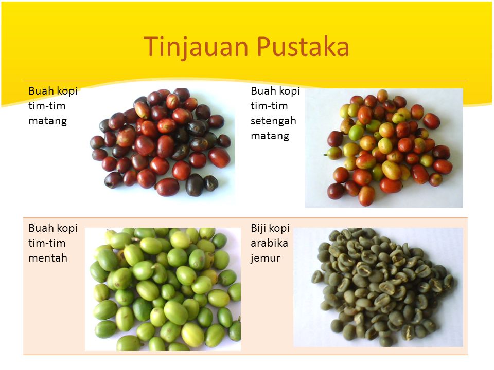 咖啡鲜果图片数据集，包含178张咖啡鲜果图片