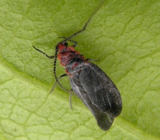 林业病虫害数据集有环境背景版，并对各类病虫害属性信息分类，并用表格统计