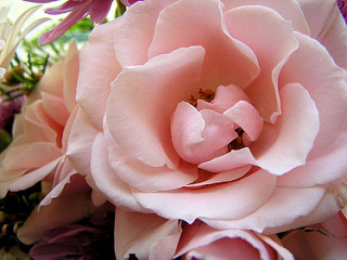 花卉数据集，图片数据都是从网上搜的。jpg文件，存放在对应类名的文件夹中。目前有10个花卉类，每个类大约有600-900张图片紫菀，水仙花，大丽花，雏菊，蒲公英，鸢尾花，兰花，玫瑰，向日葵，郁金香。所有图像都有不同的文件大小和分辨率。