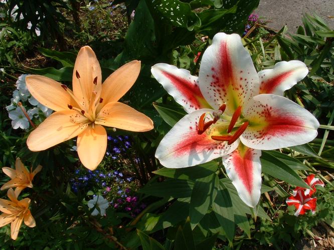 花卉数据集（11531张图片分布在7个类）[雏菊，蒲公英，百合，兰花，玫瑰，向日葵，郁金香]。使用Flickr的API从Flickr下载图像。数据按702010的分割比例进行分割。