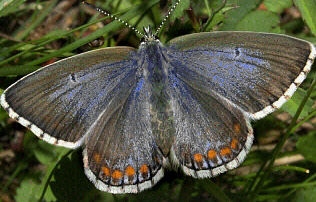 蝴蝶分类数据集,50种蝴蝶图片数据集,该数据集包含了来自世界各地的50种蝴蝶的图像。它包含两个目录“TRAIN”和“TEST”,分别包含4479和500个图像。训练图像在特定类本身的目录中提供。目录的名称是用于预测的“类标签”。TEST图像在练习时可以忽略,因为它不包含标签。