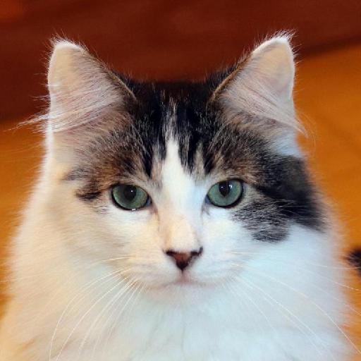 5种不同的哺乳动物(猫，狗，大象，马，狮子)数据集，它包含大约15K中等质量的动物图片，每类2700张图片，属于10个类别狗，猫，马，大象，狮子。