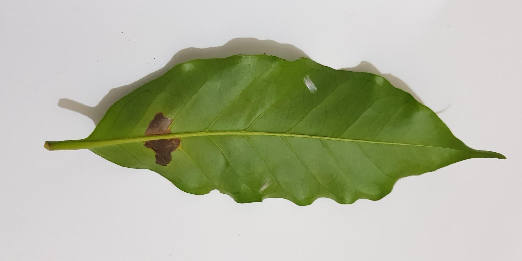 咖啡叶表面疾病数据集,1700多个咖啡叶子的各种疾病的图片。具有注释和图像掩码以消除背景。