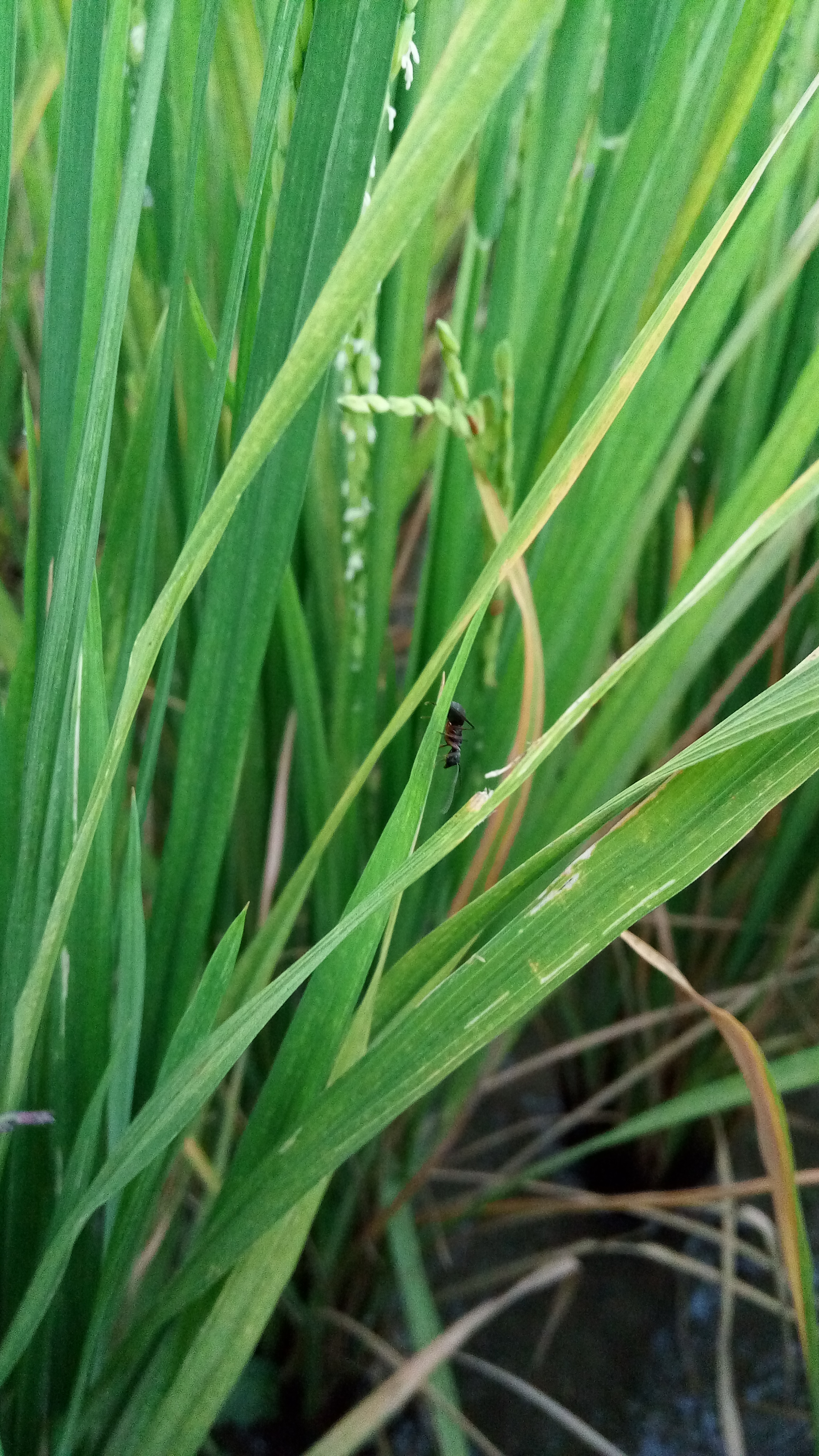 174张水稻穗各个形态数据集