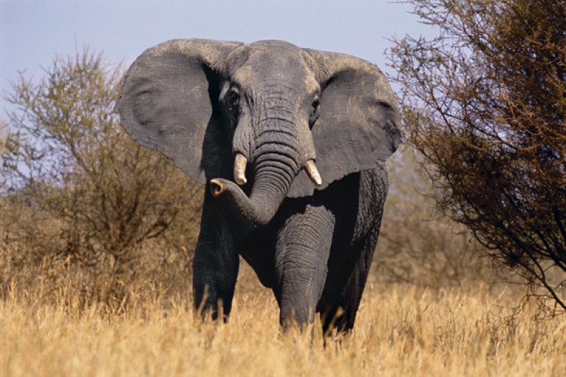 动物(哺乳动物)分类图像数据集，例如：熊，猫，狗，大象，狮子，山羊，马，狮子，老虎和狼，每种动物100张图片