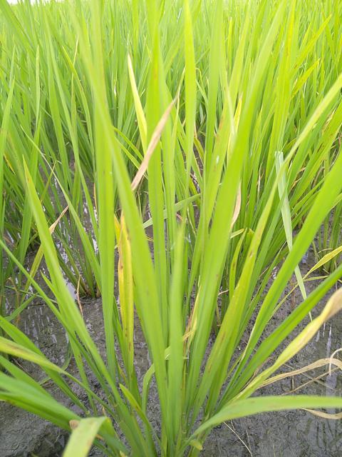 稻瘟病分类数据集,.枯萎病,褐斑病,死心,霜霉病等,共有10类水稻病害,每类300-2000张图片不等