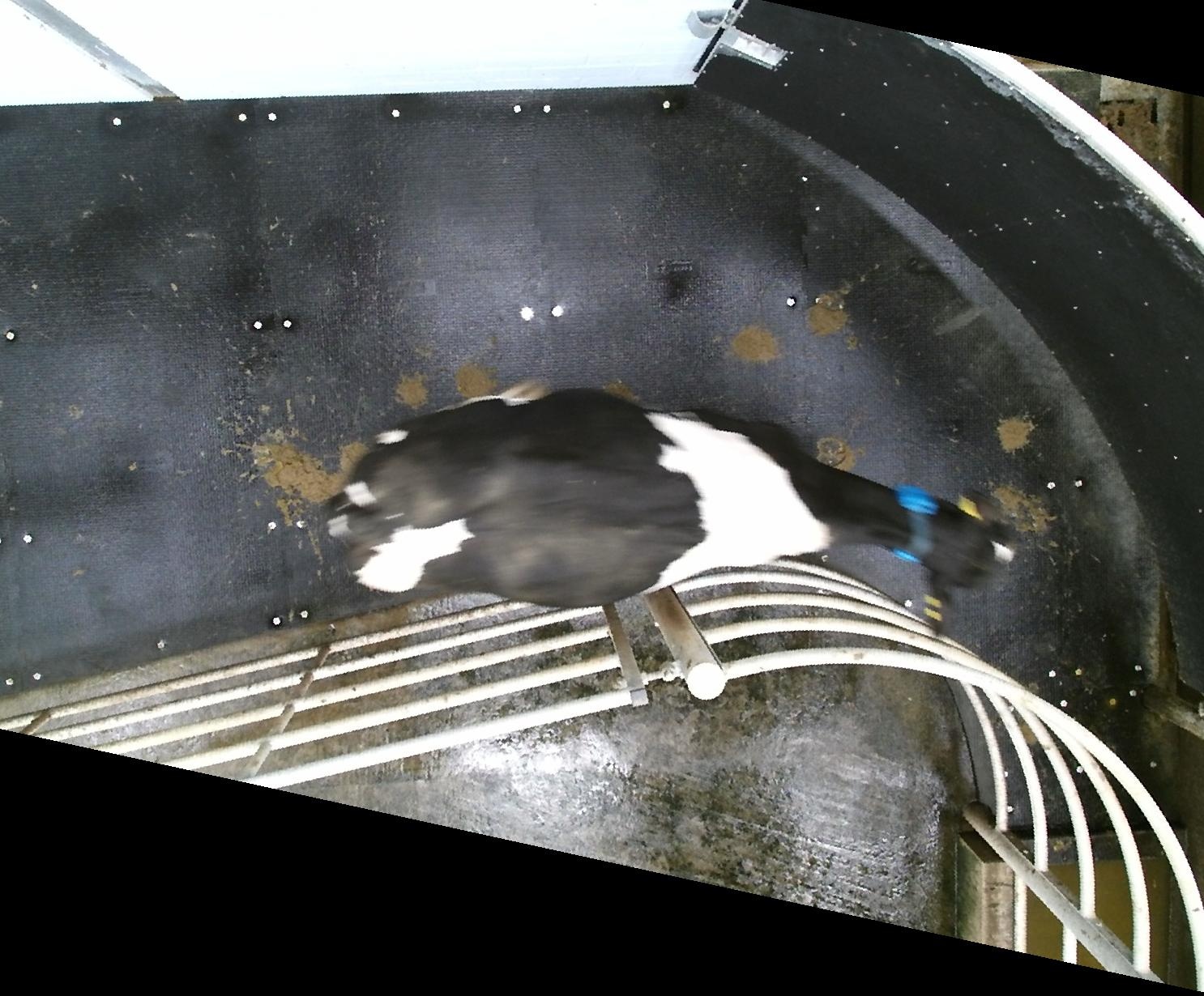 基于深度学习的荷斯坦弗里斯兰牛的视觉定位和个体识别,共90个个体文件夹,每个文件夹里有视频监控所拍下的4030张不等奶牛图片