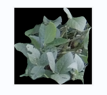 大豆作物杂草检测数据集，共15000张图片，其中