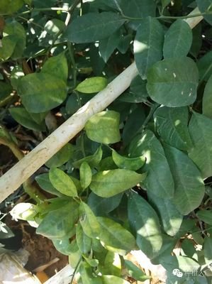 柑橘病虫害数据集,680多张柑橘黄龙病病害图片数据