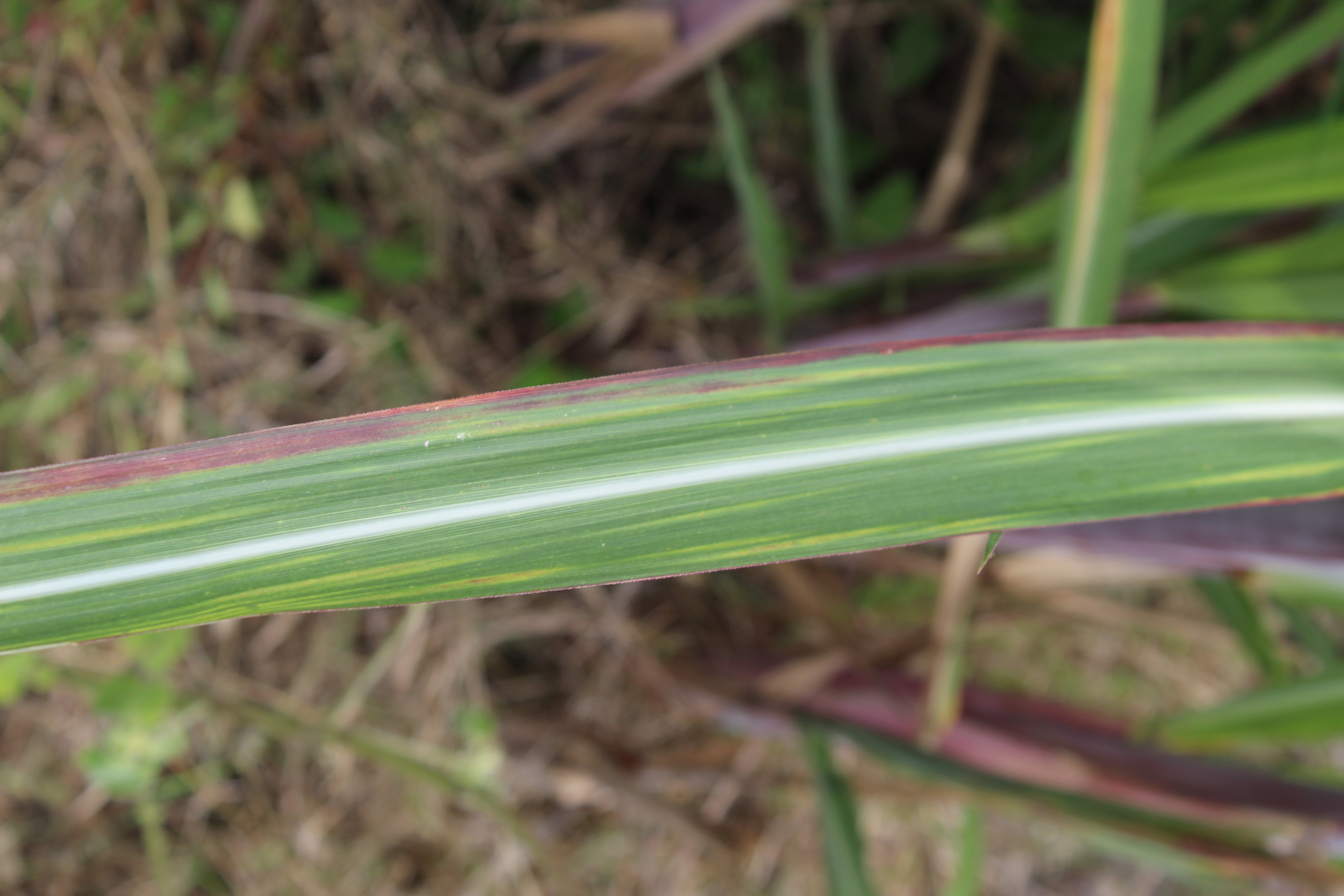 甘蔗叶面疾病检测数据集，枯萎病、健康、红腐病三类，每类100张图片