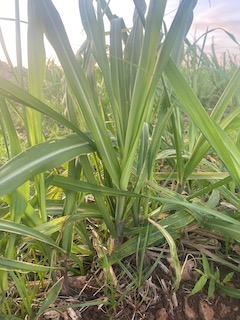 甘蔗田里甘蔗和杂草图片数据集，共包含1400多张图片，用于甘蔗与杂草的区分