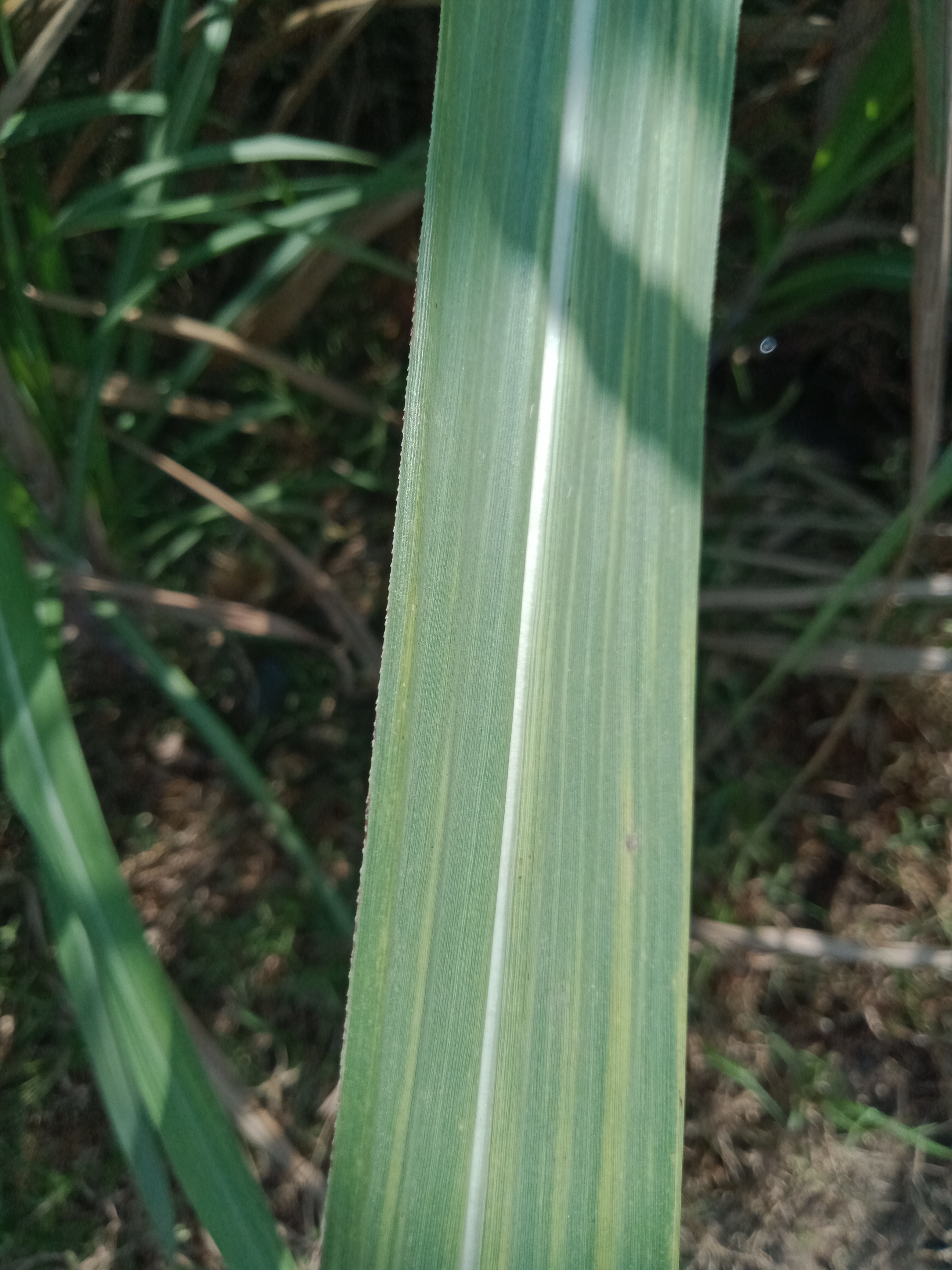 甘蔗红腐病叶片数据集，总共有900多张图片，分为健康和染病法以及测试三个文件夹