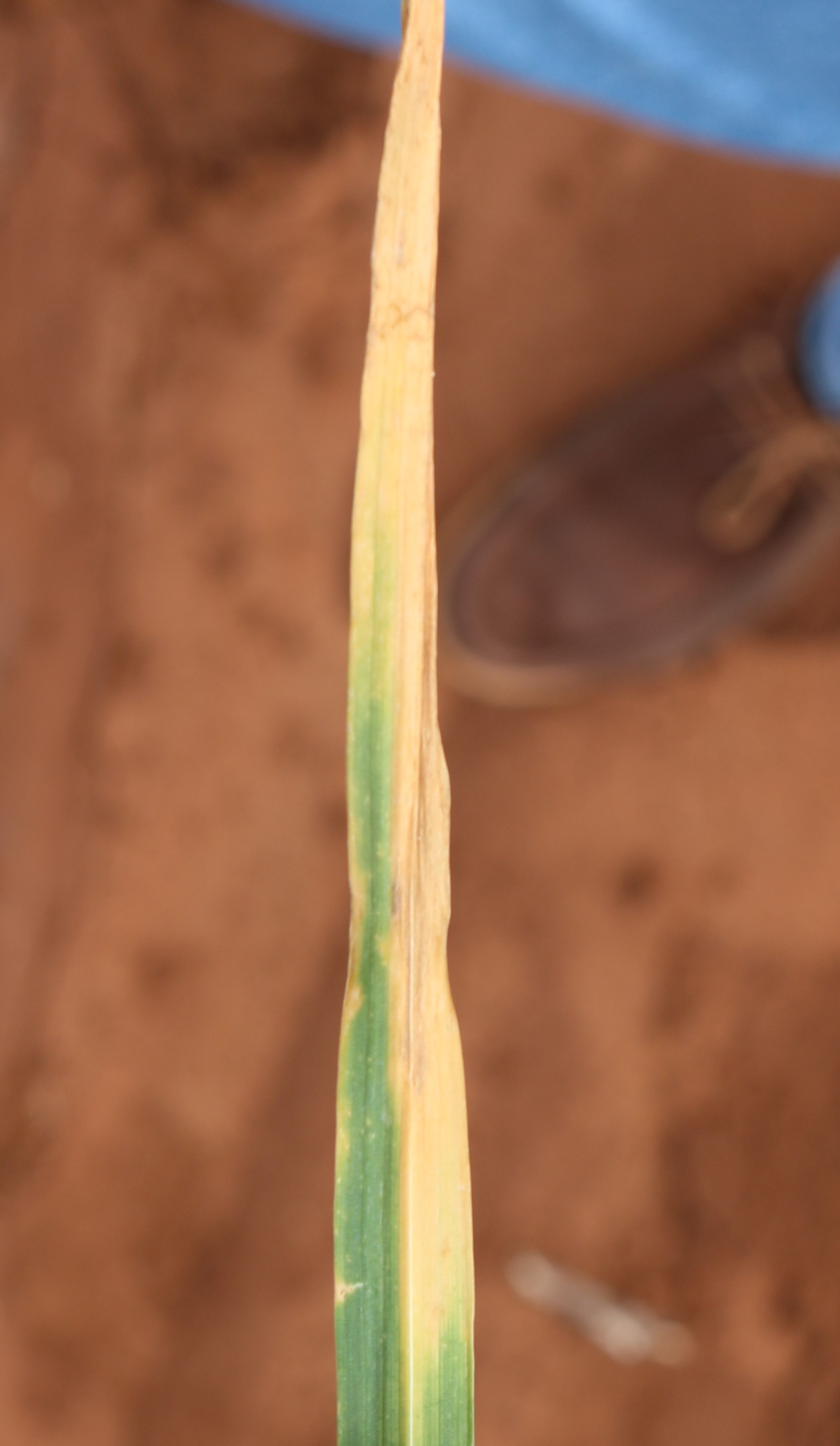 小麦叶片近距离拍摄病害数据集，本资料有健康小麦叶片102片，条锈病侵染叶片208片，疏叶侵染叶片97片