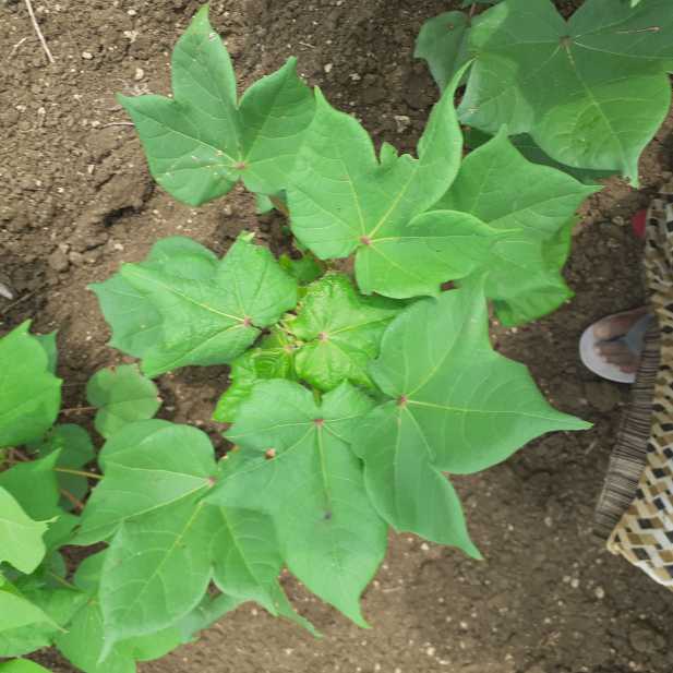 棉花病害数据集，分为：病棉花叶（300张）、病棉花（850张）、新鲜棉花叶（450张）、新鲜棉花（450张），实地景棉花地拍摄