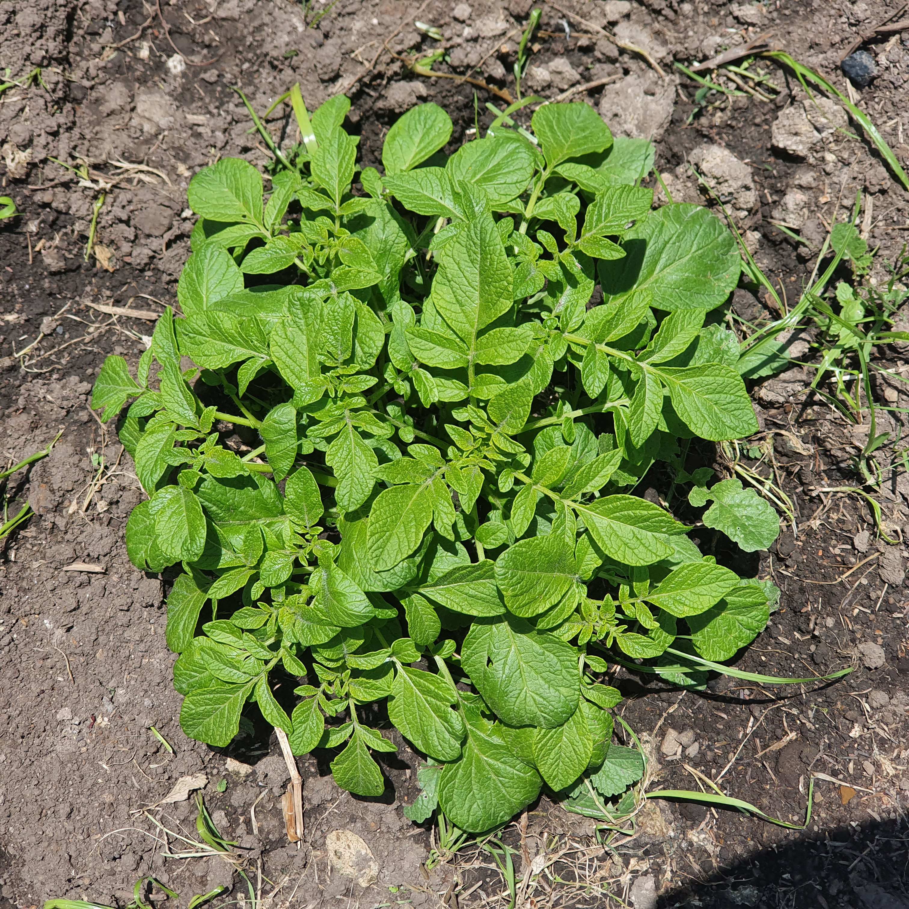 马铃薯叶片病害数据集,共160张病害图片