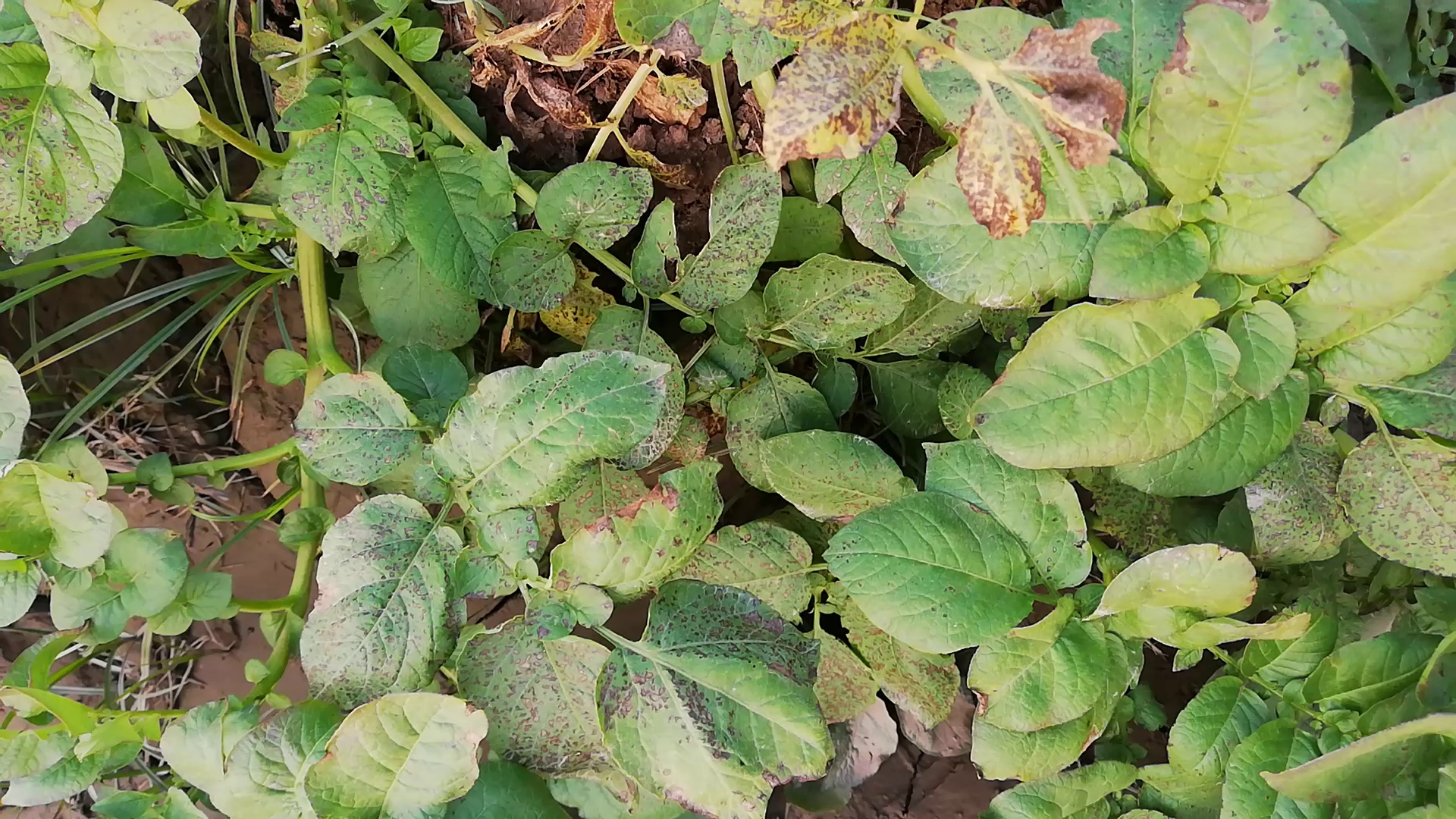 马铃薯叶片数据集,使用标签工具注释土豆叶子。注释分为两类,共52张马铃薯叶子生镜照片