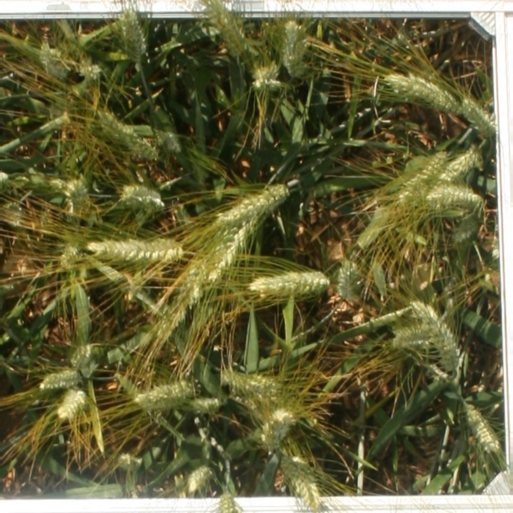 小麦头图片数据集，共15000多张图片，