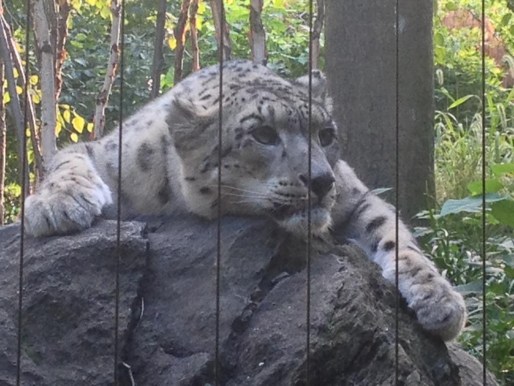 狮子、豹子分类数据集，该数据集总共包含200张图像。这些图像被标记为“狮子”或“猎豹”，并存储在数据集中的单独目录中。该数据集可用于与图像分类相关的各种任务，包括开发和测试深度学习算法，评估不同图像特征和分类技术的有效性，以及比较不同模型的性能。