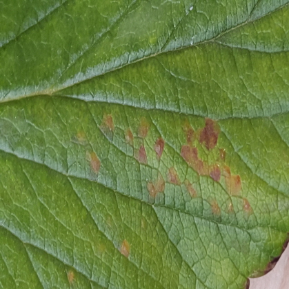 草莓常见病害coco实例分割数据集，angular leafspot 叶角斑 Anthracnose Fruit Rot 炭疽病水果腐烂 Blossom Blight 花朵枯萎 Gray Mold 灰霉病 Leaf Spot 叶斑病 Powdery Mildew Fruit 白粉病水果 Powdery Mildew Leaf 白粉病叶片