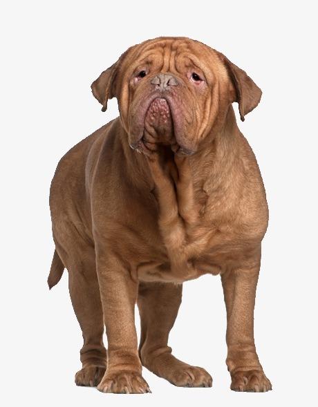 包含2700张狗狗的图片和面部的标注信息