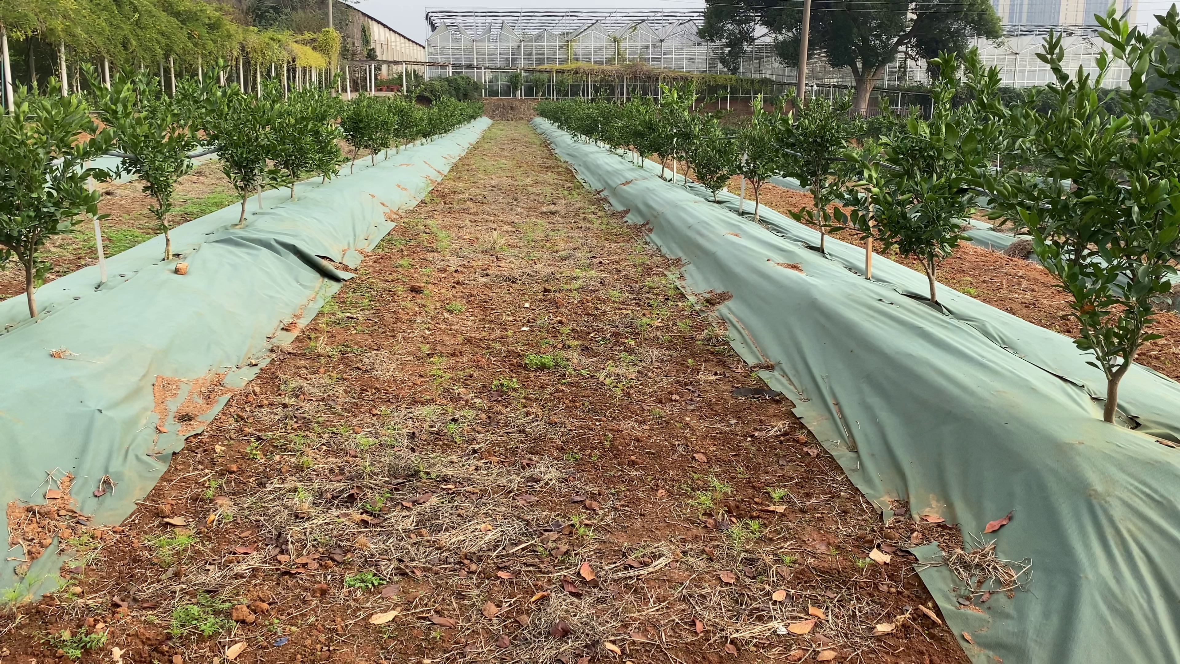 采集湖南省农业科学院果园创新园中橘树图像数据集,共87个图片