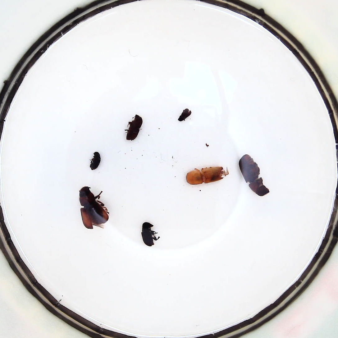 林业病虫害防治AI昆虫识别项目数据集 train1693张 test245张 val245张