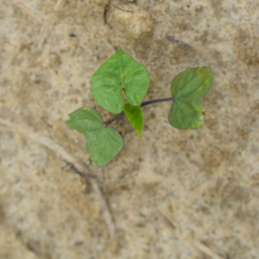 植物语义分割数据集（512×512），包含植物分类数据集 X.shape (3,512,512) y.shape (1,512,512)