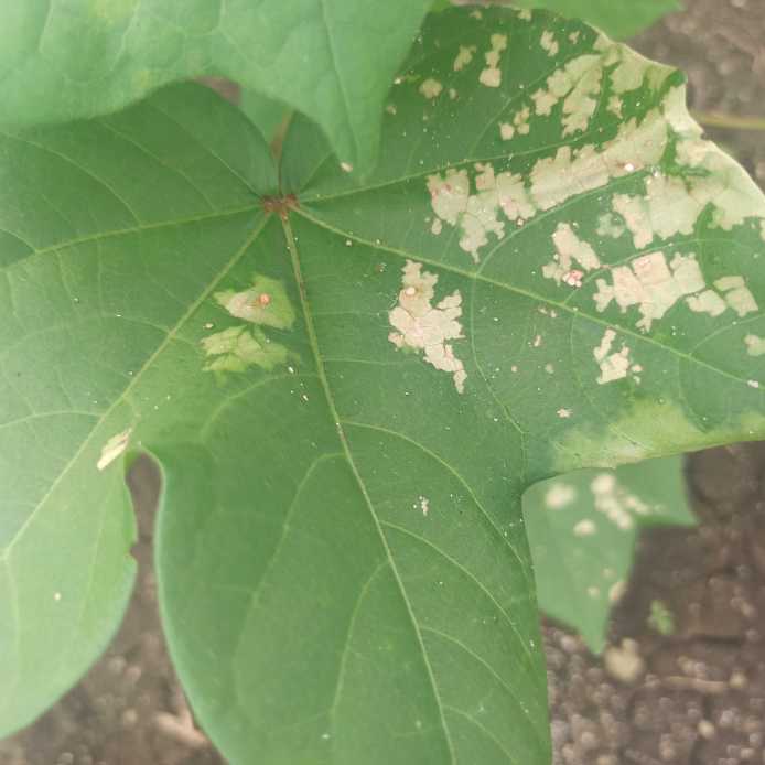 棉叶和植物的健康情况
