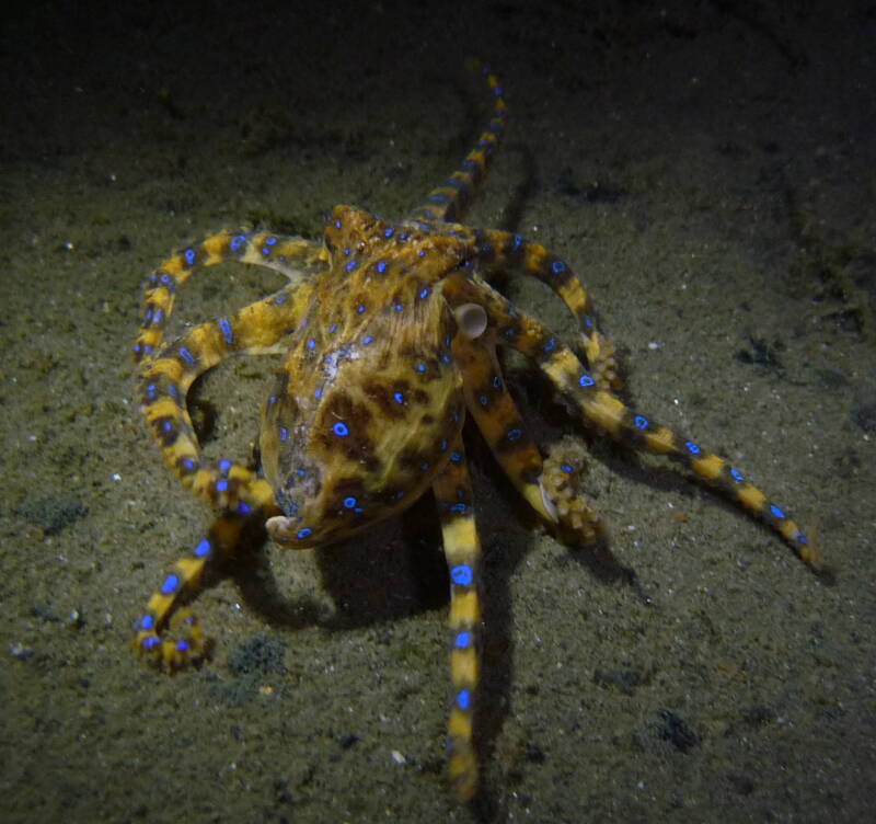 蓝环章鱼对象检测数据集，关于数据集由316张图像组成，每个标签都是Pascal Voc格式，不进行预处理或图像增强，不分为训练和测试。如果要用作图像分类，只需删除其xmllabel文件(制作于2022年8月至9月)