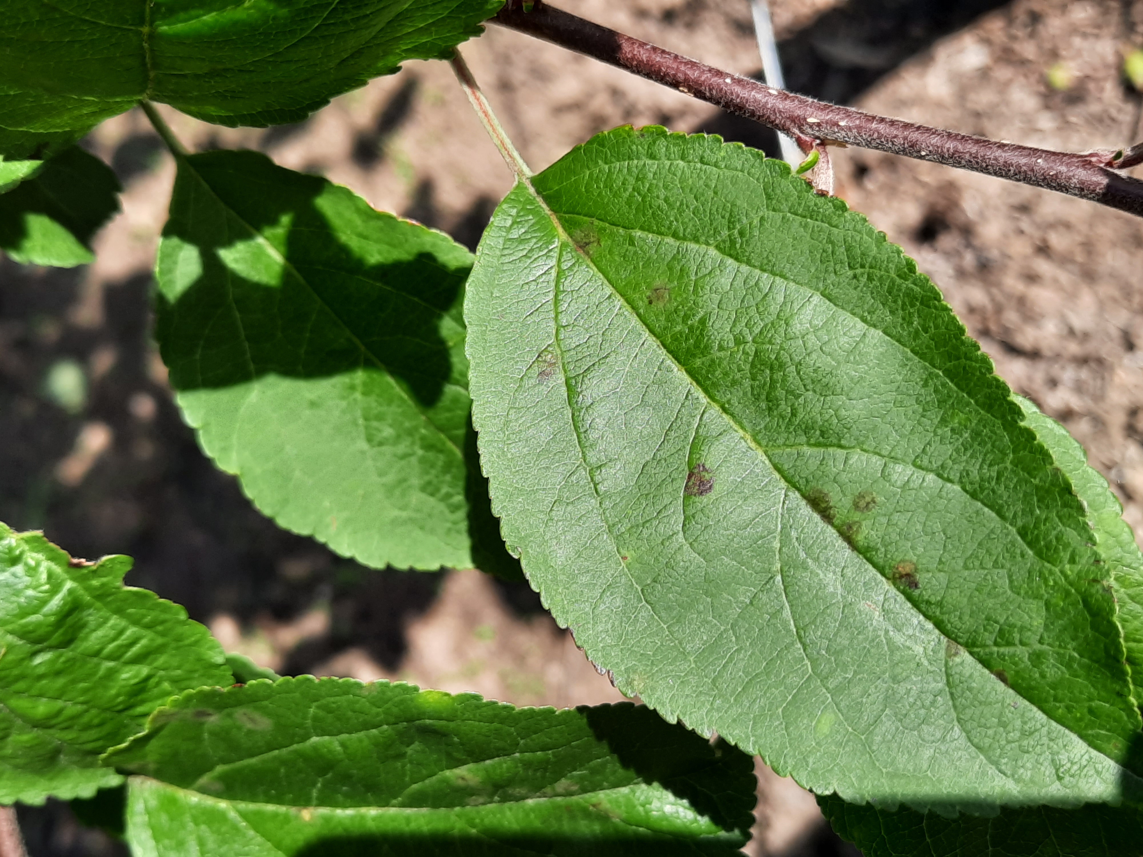 苹果病害数据集，包含保存在“健康”和“Scab”两个文件夹中的分类图像，以识别其类别。还有一个关于苹果叶子结痂症状的数据集，共1190张图片