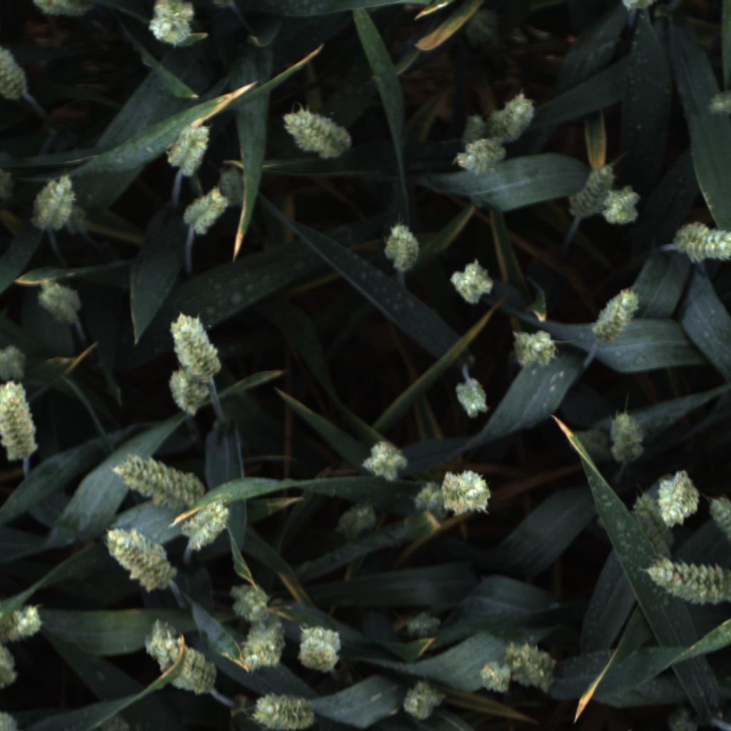 11水果注释数据集(Yolov5格式)（苹果，鳄梨，蓝莓，辣椒，樱桃，猕猴桃，芒果，橙子，岩瓜，草莓，小麦）