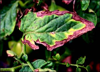 八类患病番茄的叶片图像