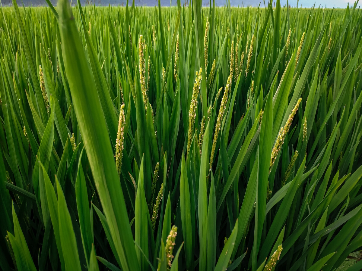 2016年江西晚稻种植分布（分辨率：10米）