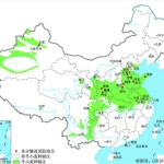 中国冬小麦种植分布数（2018年，30米，全国、tif）